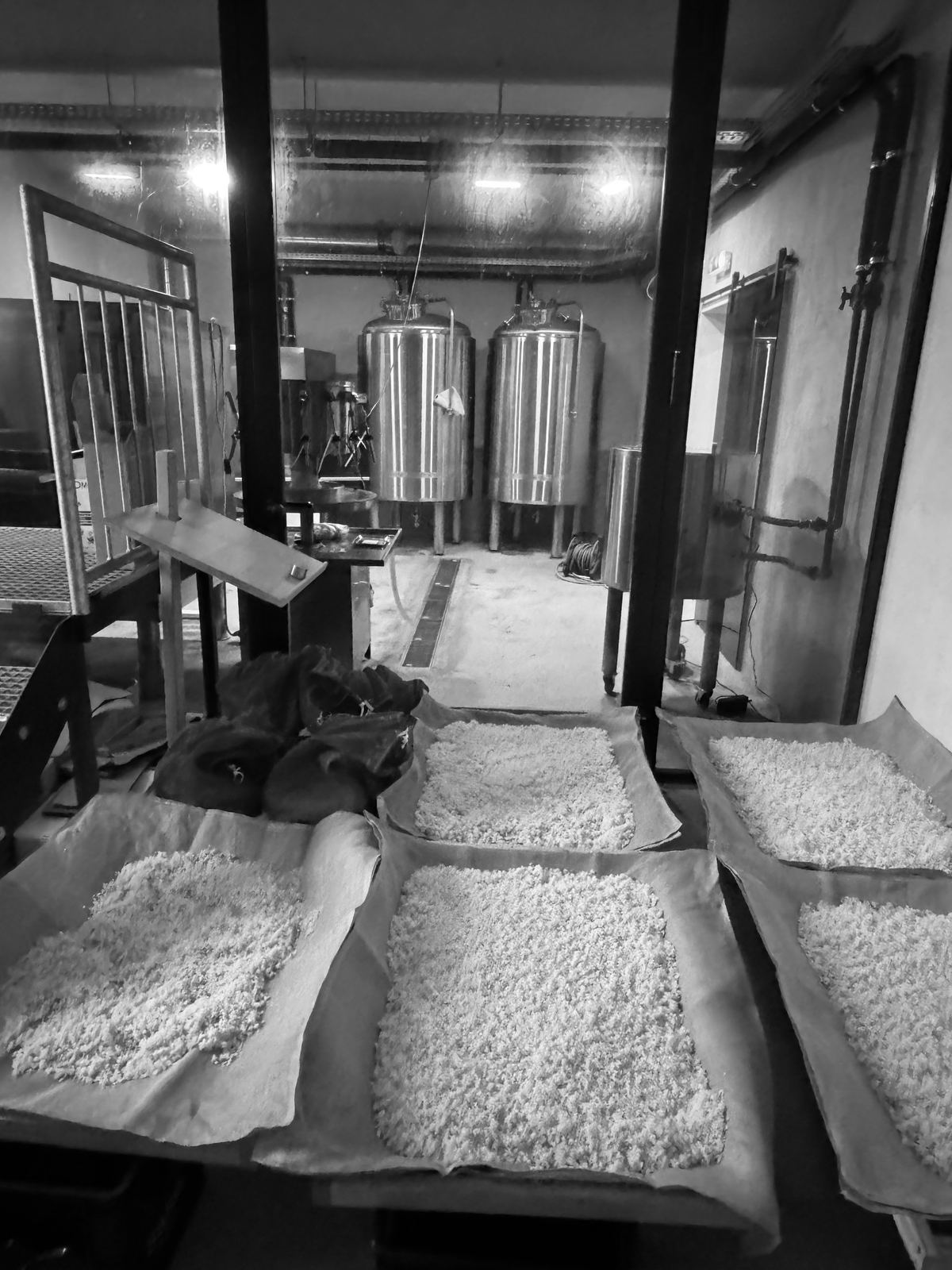 Kōji trays in the warm room